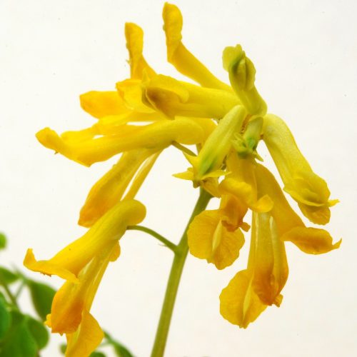 Astragalus Membranaceus