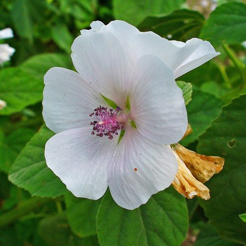 Balloon Flower